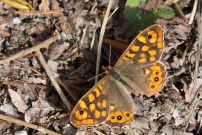 *(17800) Le Tircis (Lpidoptre - Nymphalidae - Pararge aegeria)